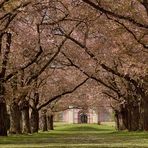 Heute habe ich die letzten Blüten der Zierkirschen im Schlossgarten in Schwetzingen aufgenommen....