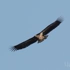 heute habe ich endlich mal einen jungen Seeadler erwischt