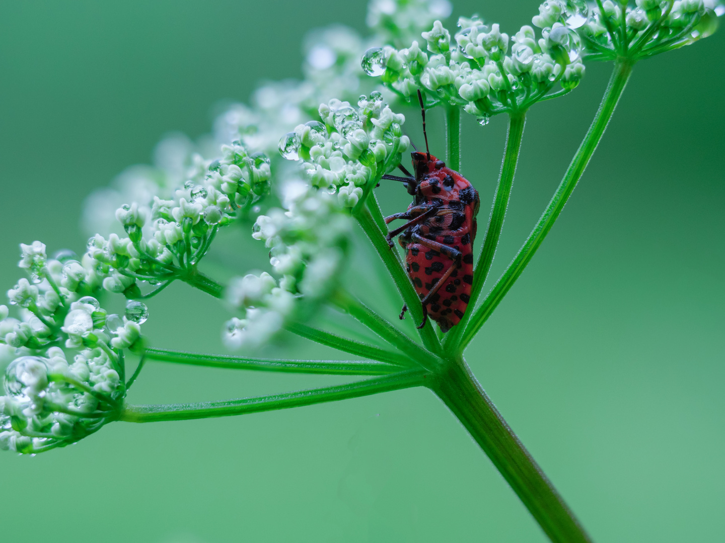 Heute habe ich frei... Foto & Bild | fotos, makro, wiese Bilder auf