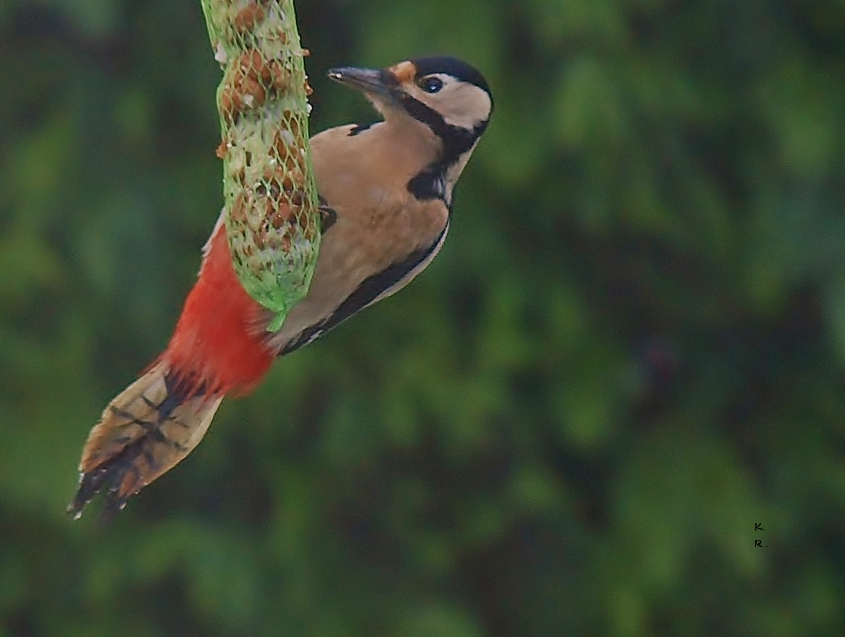 Heute hat der Buntspecht uns besucht!