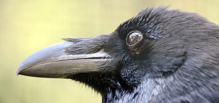 Heute hat Herr/Frau Kolkrabe ...
