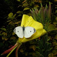 Heute hatten wir Besuch von diesem frisch geschlüpften Kleinen Kohlweißling (Pieris rapae)