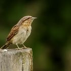 heute hatten wir den Wendehals (Jynx torquilla) ...