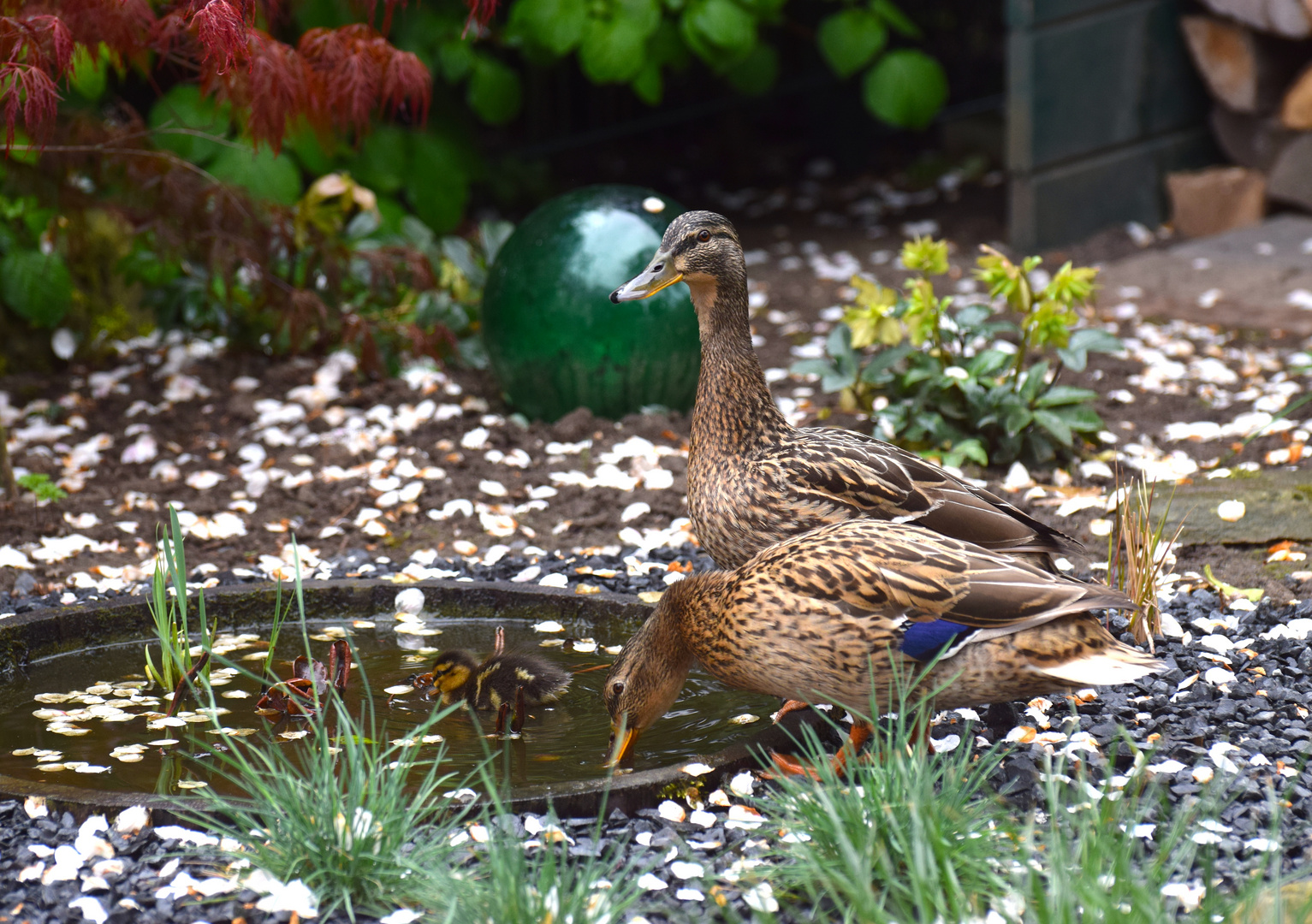 Heute hatten wir Entenbesuch im Garten!