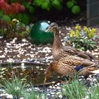 Heute hatten wir Entenbesuch im Garten!