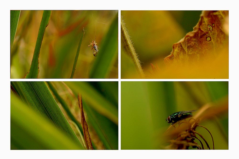 Heute hinterm Haus, Fliege gesehen..und Spinne!