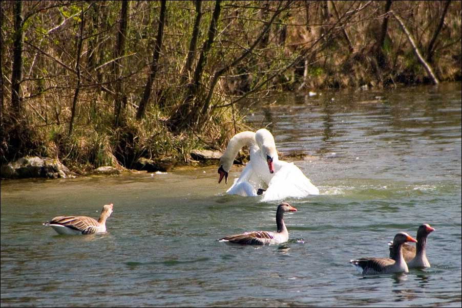 Heute im Amperstausee