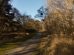 Heute im Borkumer Südwald