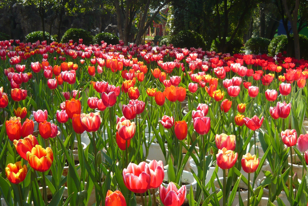 Heute im Daguan-Park in Kunming