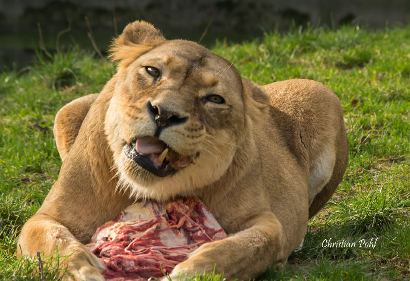 Heute im Duisburger Zoo