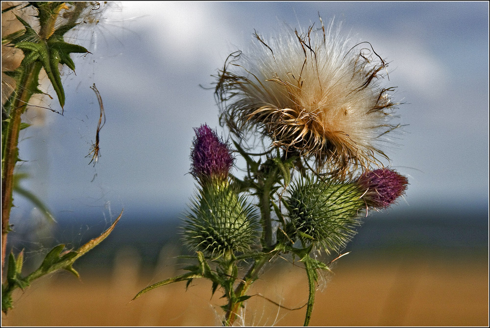 Heute im Feld