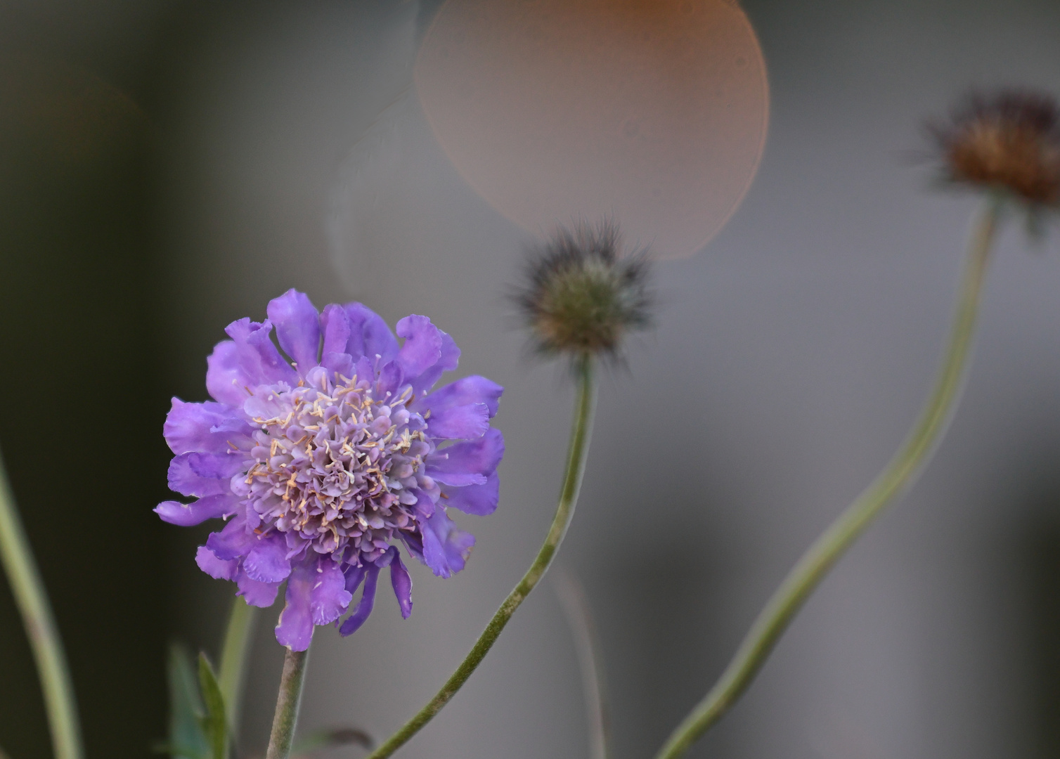 heute im Garten....