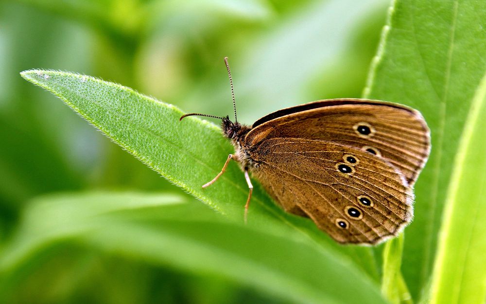 Heute im Garten,....