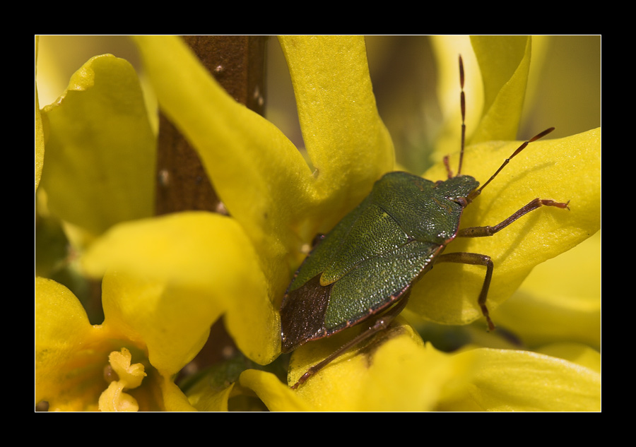 Heute im Garten 1