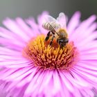 Heute im Garten.