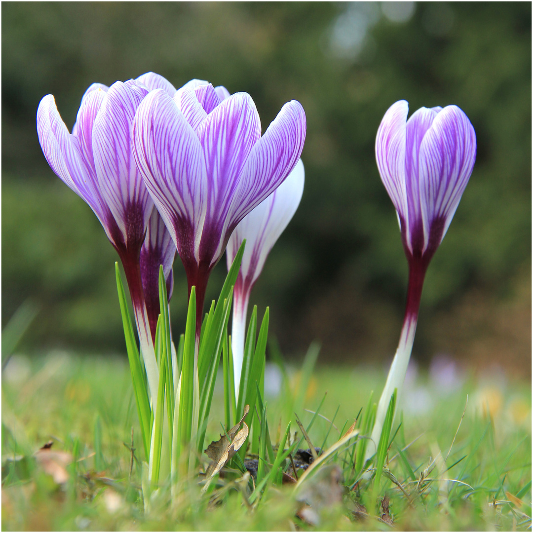 Heute im Garten (2)