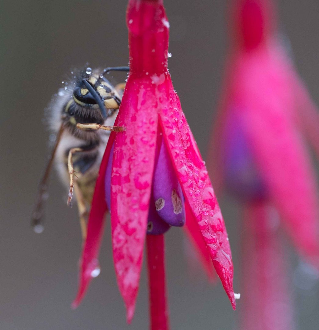 Heute im Garten