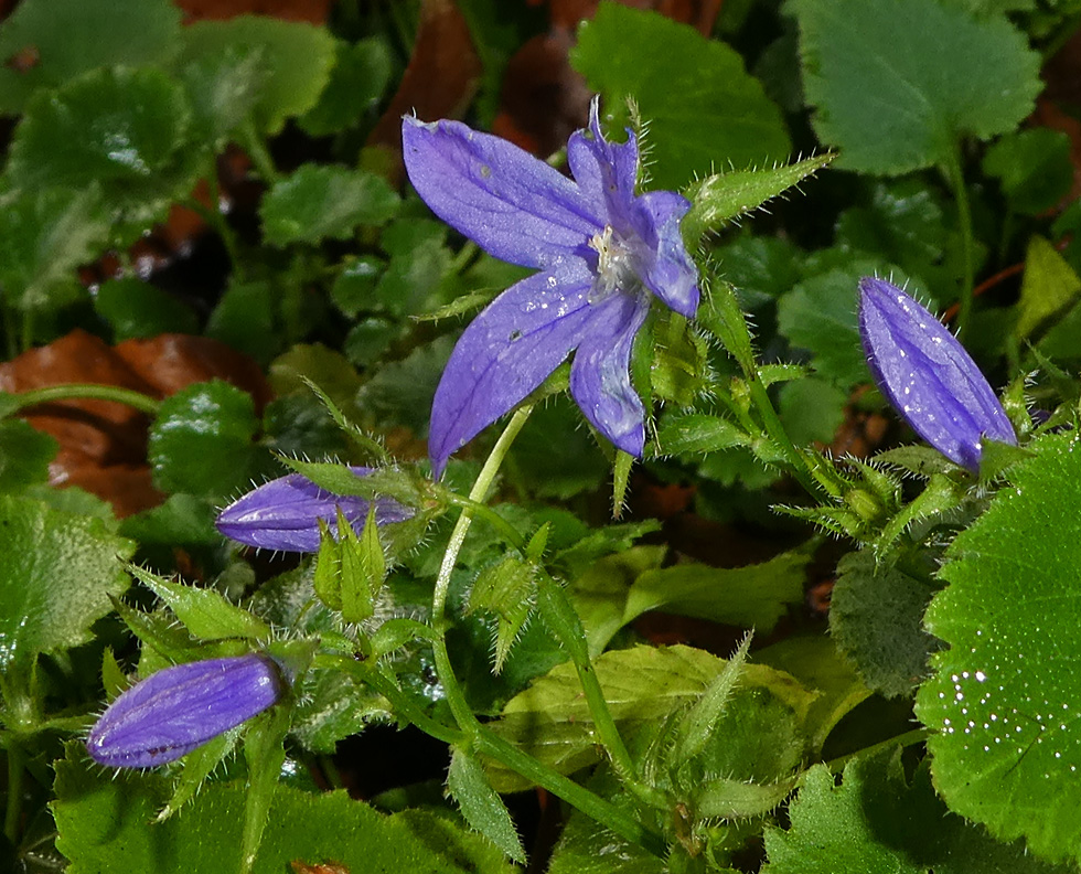 heute im Garten