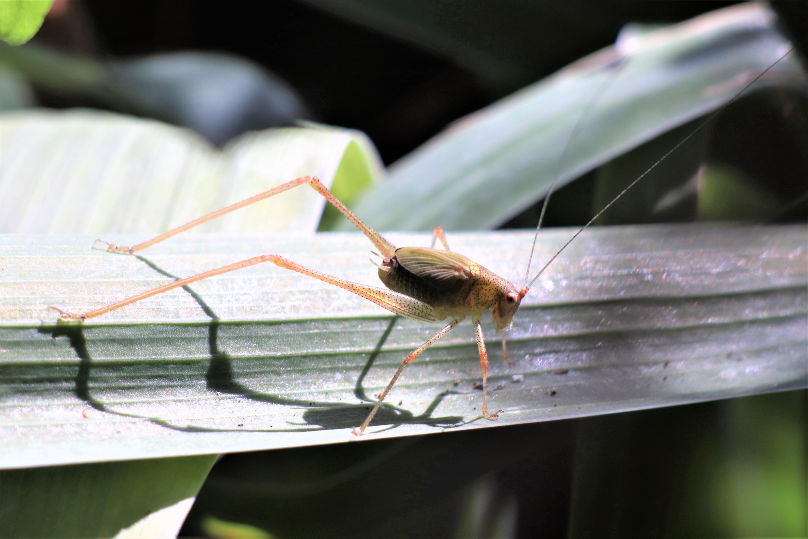 Heute im Garten