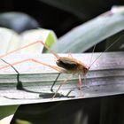 Heute im Garten