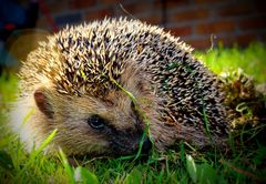 Heute im Garten