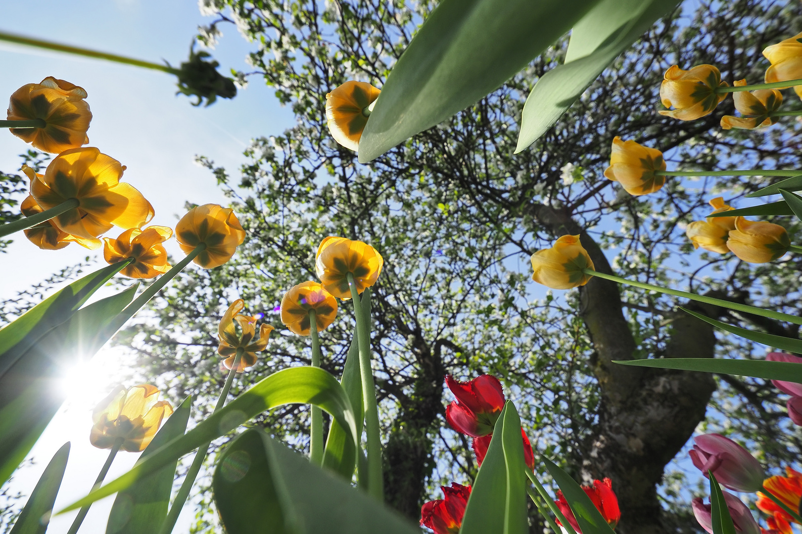 Heute im Garten