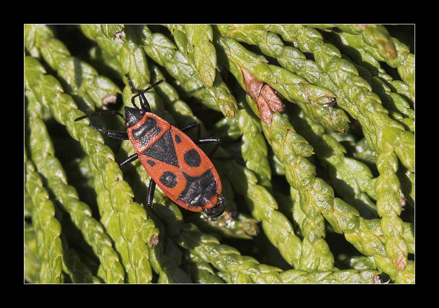 Heute im Garten 5