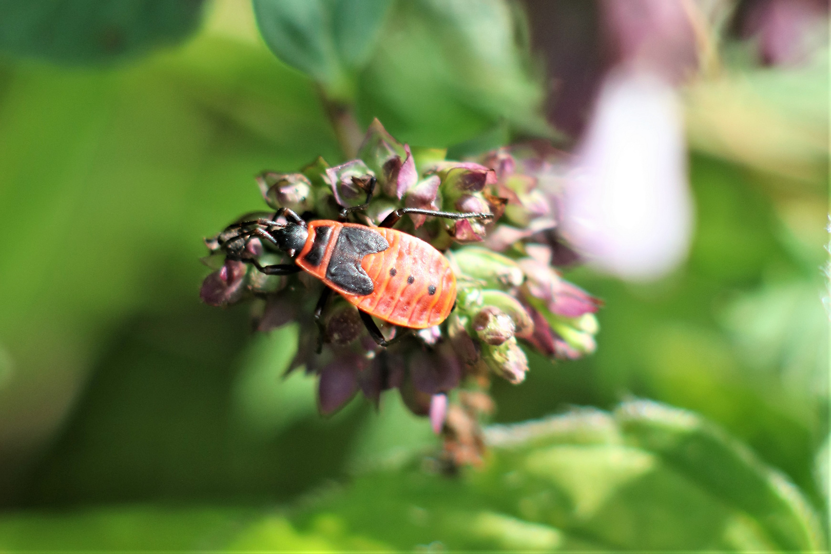 Heute im Garten...