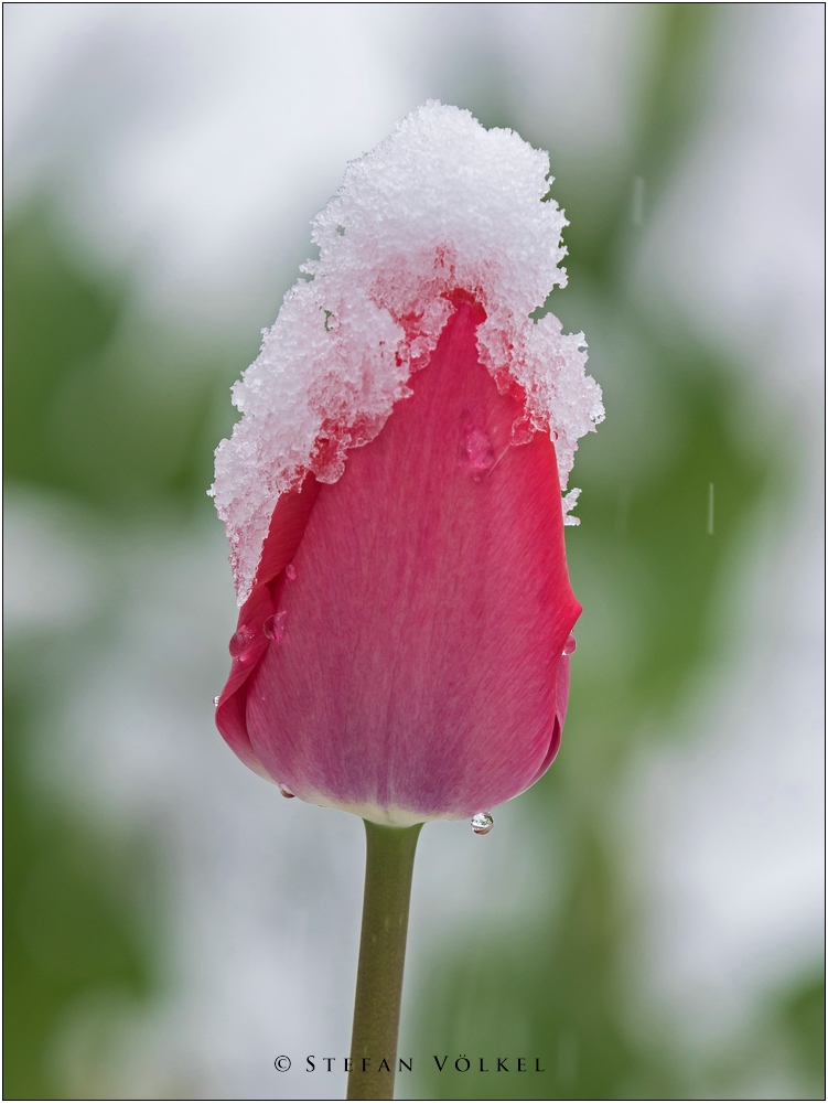 Heute im Garten