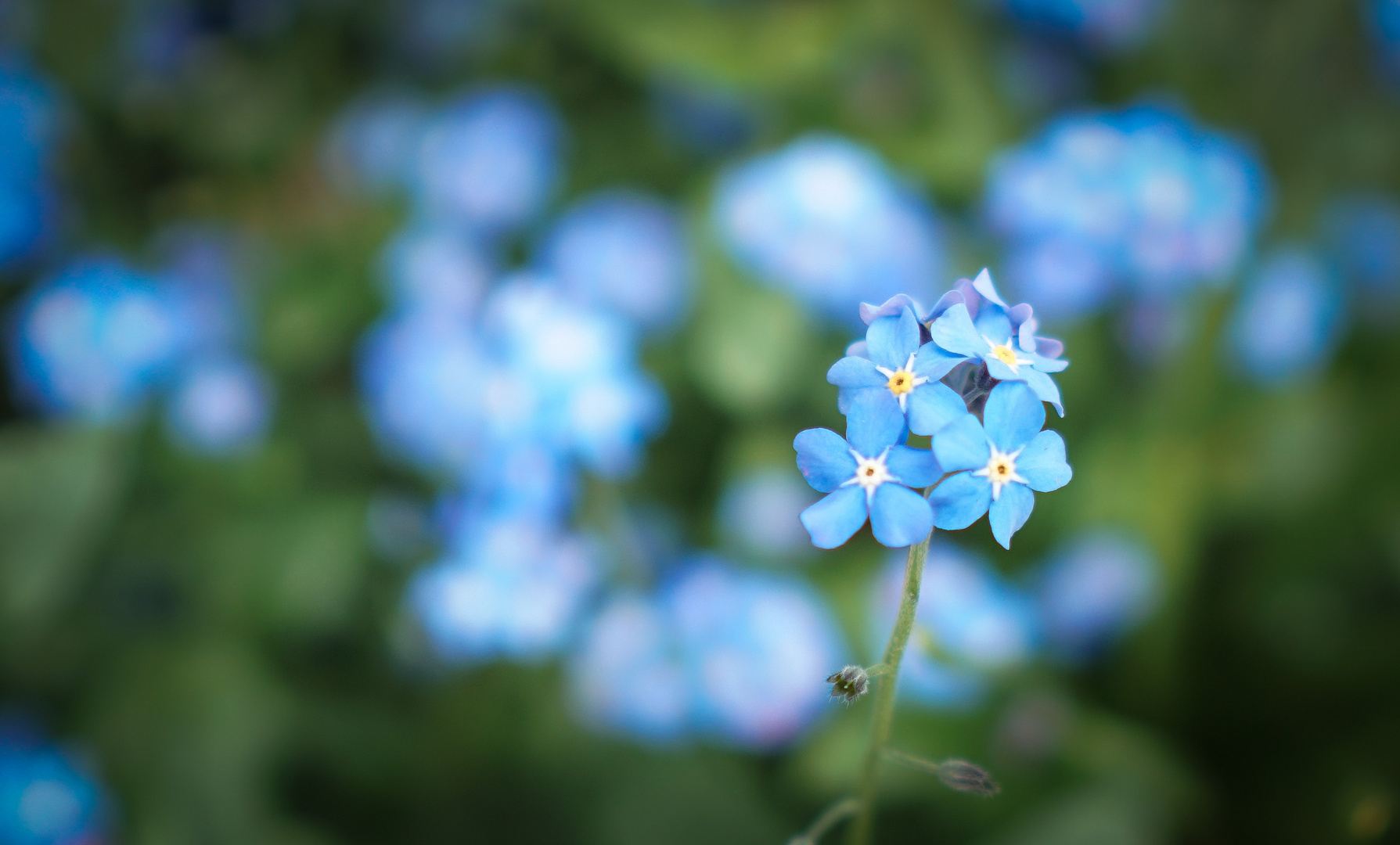 Heute im Garten 