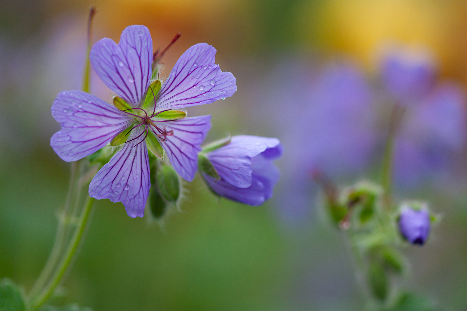 Heute im Garten