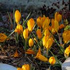 Heute im Garten