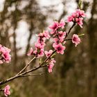 Heute im Garten 