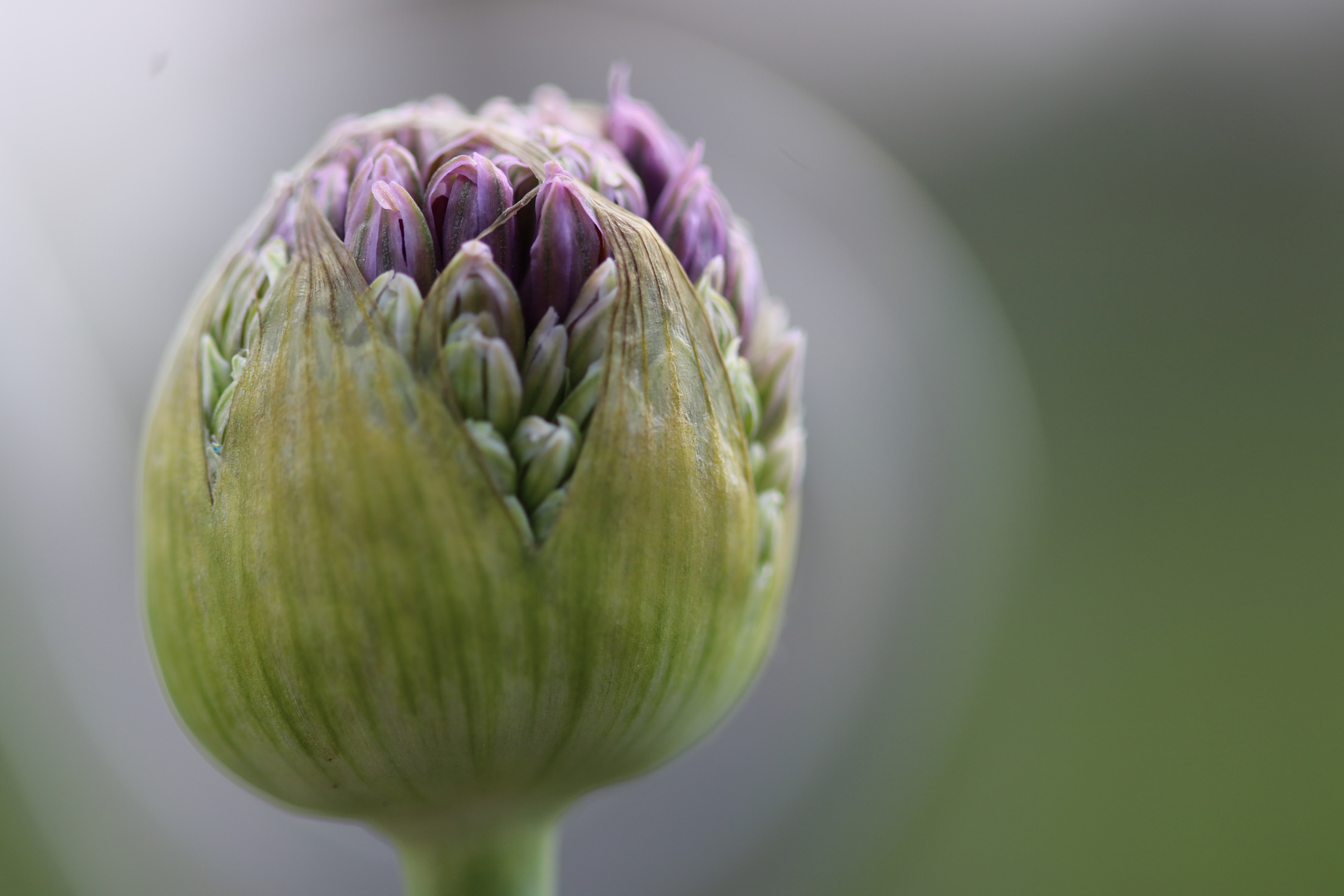 Heute im Garten