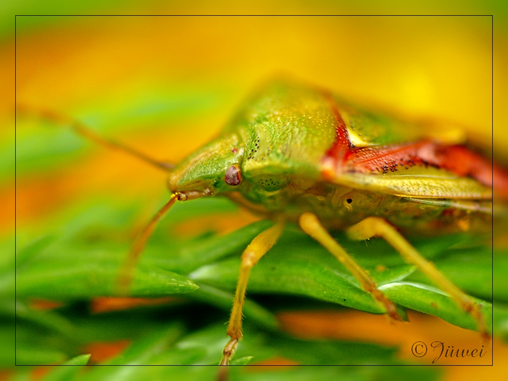 Heute im Garten