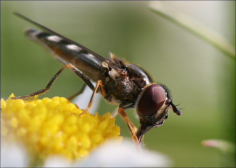 Heute im Garten