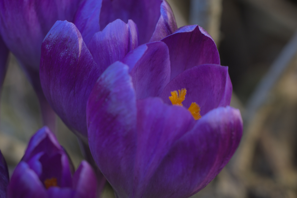 Heute im Garten