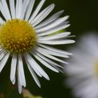 Heute Im Garten