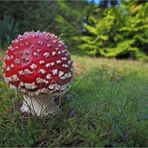 Heute im Garten