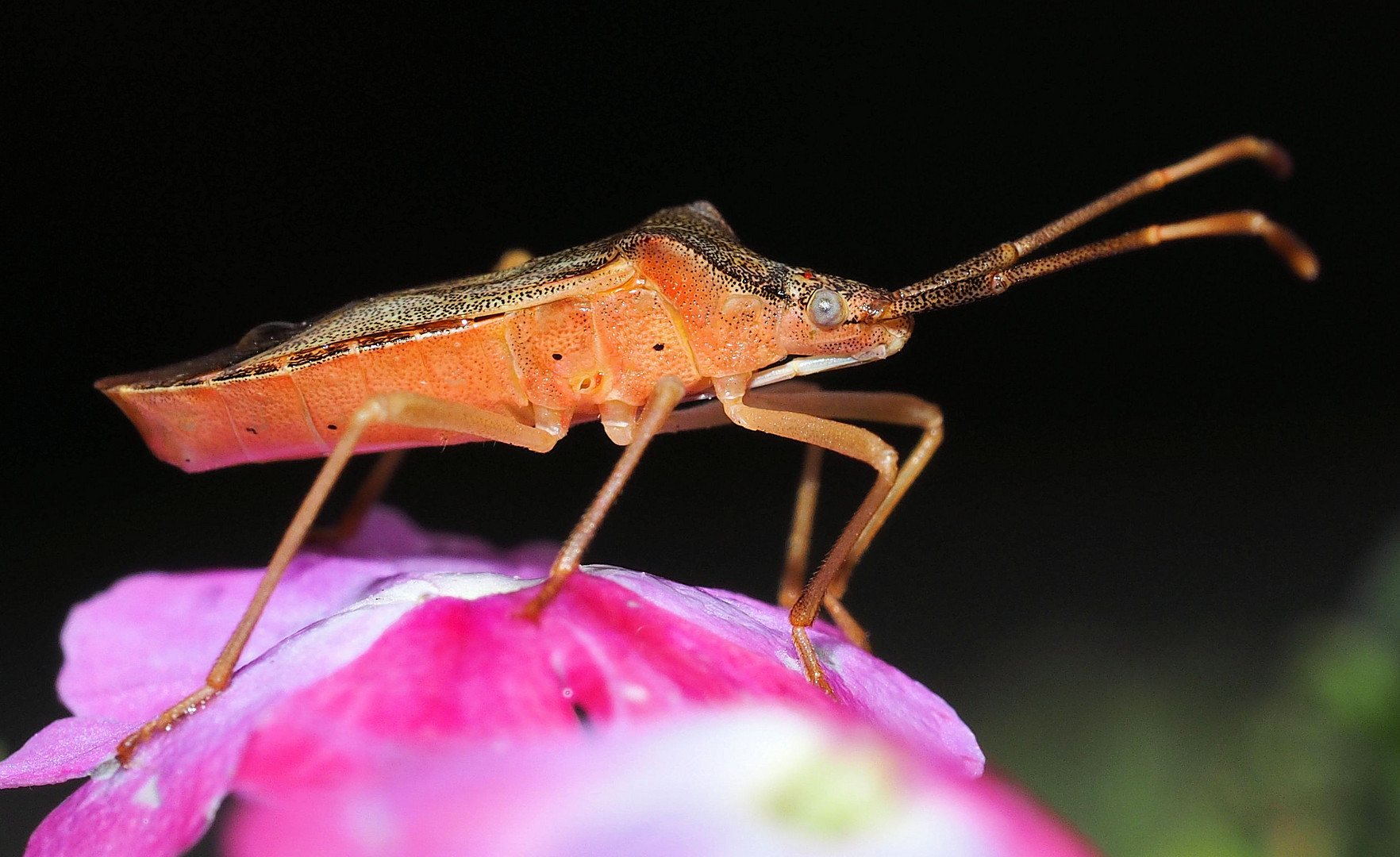 Heute im Garten ...