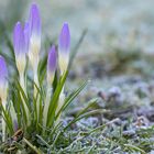 Heute im Garten: DIE ZWEITE