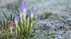 Heute im Garten: DIE ZWEITE