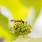 Heute im Garten