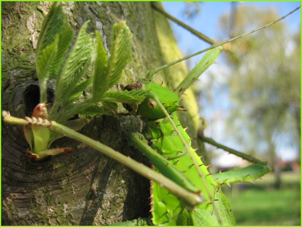 Heute im Garten....