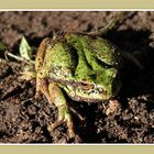 Heute im Garten erwischt ...