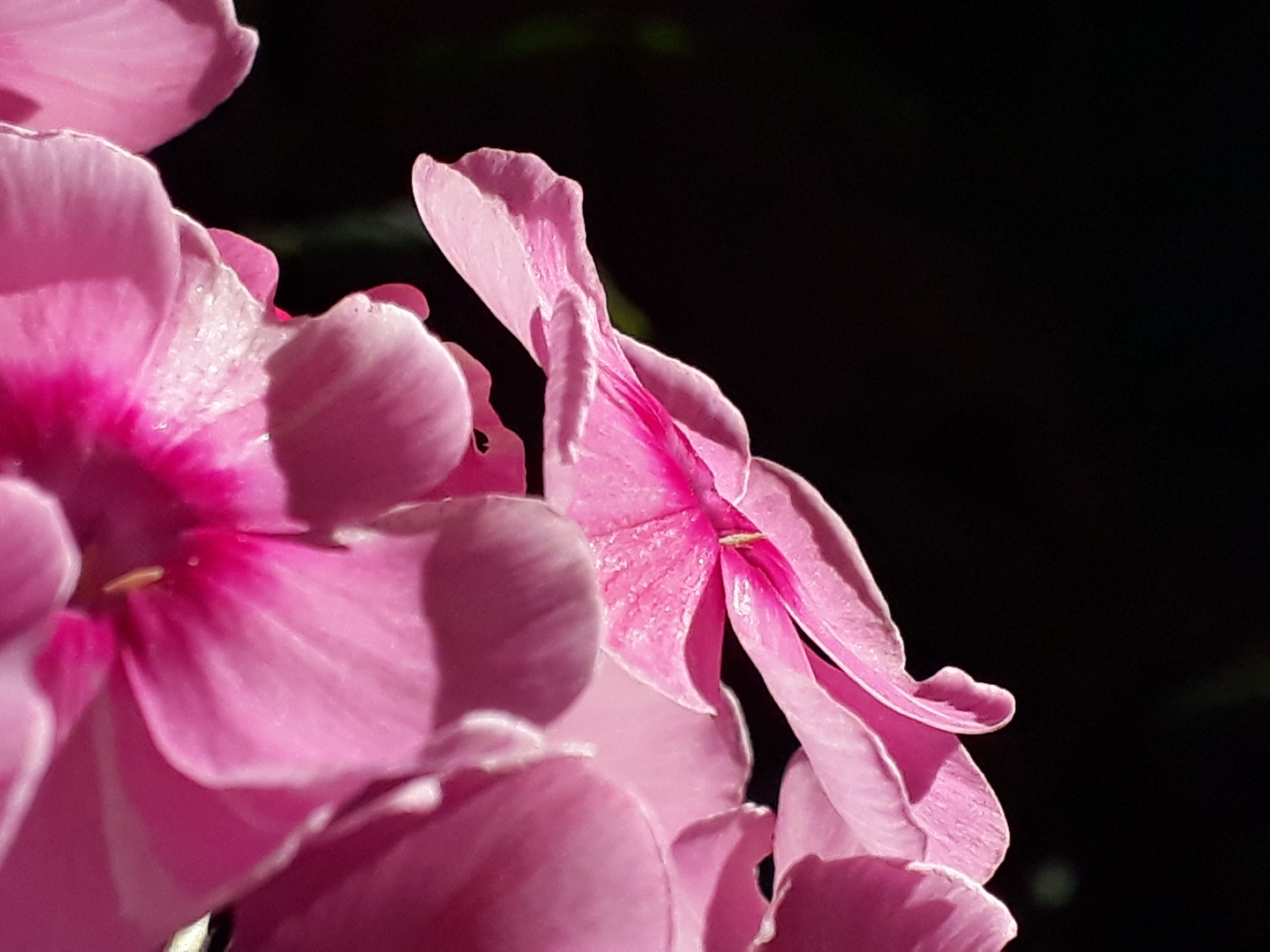 Heute im Garten