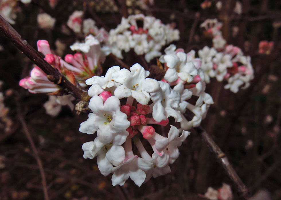 heute im Garten