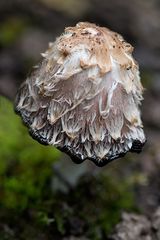 Heute im Garten gefunden