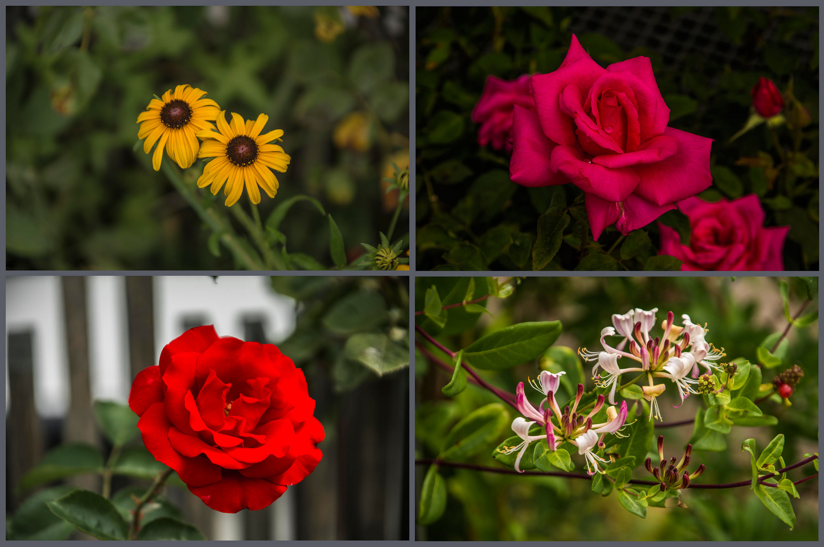 heute im Garten vorm Haus ...