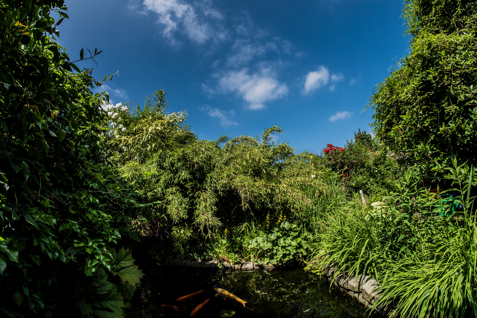 Heute im Gartenteich schwimmen, singen, tanzen Foto & Bild fotos